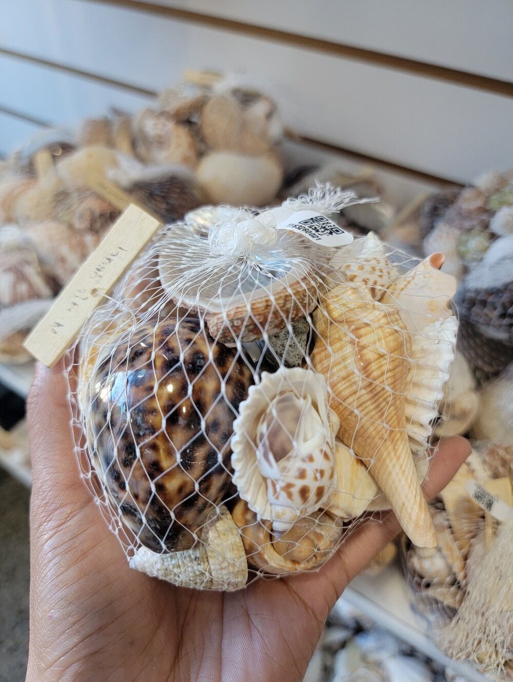 Mixed Decorative Seashell Pack - Natural Tones